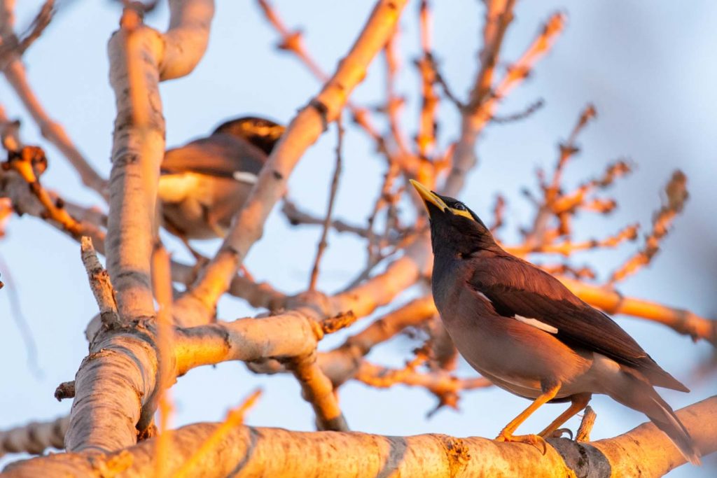 Indian (Common) Myna, Photo credit Alastair Tame www.ataerial.com